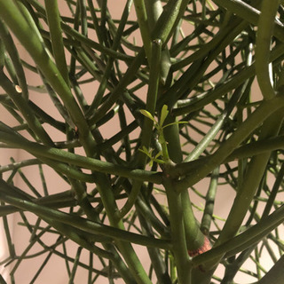 ※追記　珍しい観葉植物　ミルクブッシュ