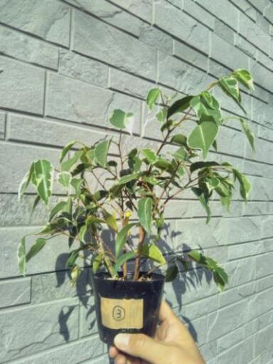 ベンジャミン 班入り ２苗 抜き苗 Ficus Benjamina 観葉植物 D0x0bm 柏森のインテリア雑貨 小物 その他 の中古あげます 譲ります ジモティーで不用品の処分