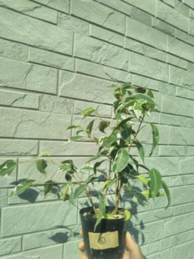 ベンジャミン 班入り ２苗 抜き苗 Ficus Benjamina 観葉植物 D0x0bm 柏森のその他の中古あげます 譲ります ジモティーで不用品の処分