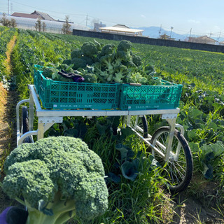 簡単な野菜の収穫作業６月〜９月までの短期募集