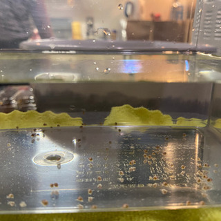 アップルスネールの稚貝の餌についての画像