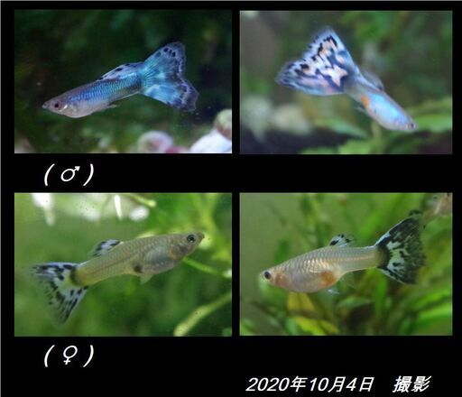 国産プラチナ アクアマリン モザイク 3ペア 熱帯魚 グッピー すー 雁ノ巣のその他の中古あげます 譲ります ジモティーで不用品の処分