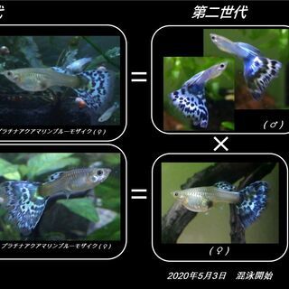 国産プラチナ アクアマリン モザイク 3ペア 熱帯魚 グッピー すー 雁ノ巣のその他の中古あげます 譲ります ジモティーで不用品の処分 国産プラチナ アクアマリン モザイク 3ペア 熱帯魚 グッピー すー 雁ノ巣のその他の中古あげます 譲ります ジモティーで不用品の処分