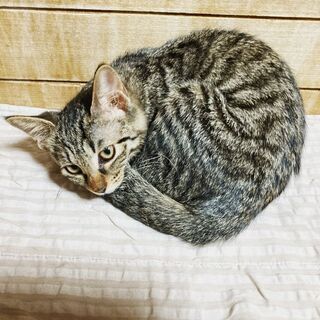 10月11日(日) 三鷹で猫の譲渡会💓キジトラの男の子兄弟 生後...