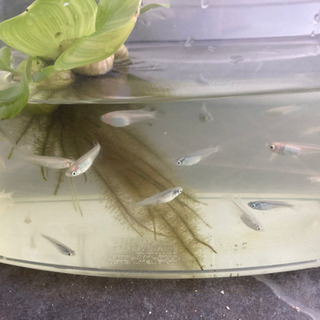 メダカ幼魚20匹