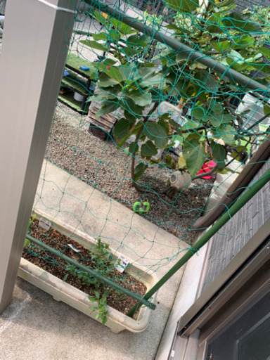 家庭園芸支柱グリーンカーテン ジャグリング 日向市のその他の中古あげます 譲ります ジモティーで不用品の処分