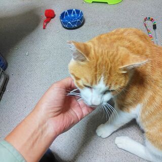 埼玉県の猫の里親募集 ジモティー