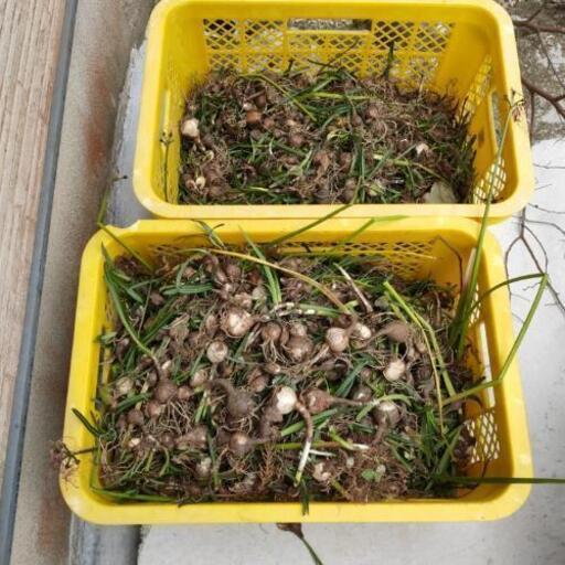 赤花のヒガンバナ球根 送料着払い発送可 荒木一之 松原のその他の中古あげます 譲ります ジモティーで不用品の処分 赤花のヒガンバナ球根 送料着払い発送可 荒木一之 松原のその他の中古あげます 譲ります ジモティーで不用品の処分