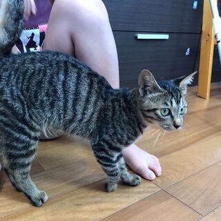 人懐っこいメスの子猫の里親を募集しています。