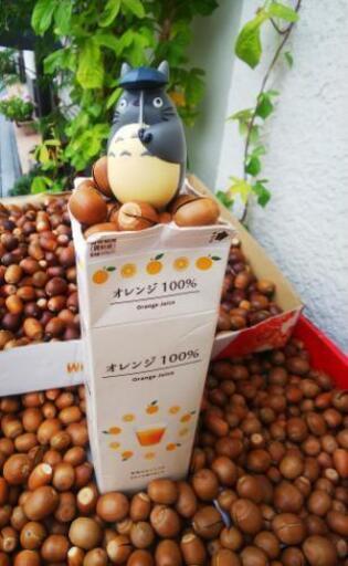 どんぐりで 寄付を 乾いたもんが嬉しかぁ 奈良公園の鹿 Motto奈良 なら