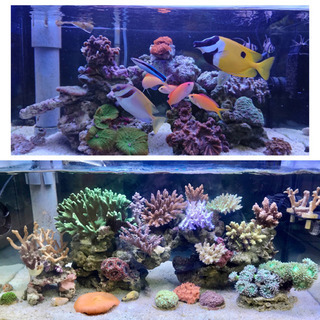 60cm ブラックシリコン オーバーフロー 海水水槽セット