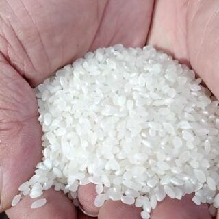 農家直販□長野県木島平産コシヒカリ米2019年度産◇飯山産 木島平