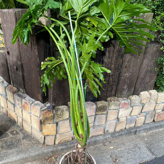 観葉植物　モンステラ　②