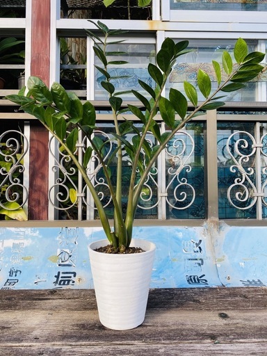 観葉植物ザミオクルカス ザミイフォリア ヨシ子の孫 島尻の家具の中古あげます 譲ります ジモティーで不用品の処分