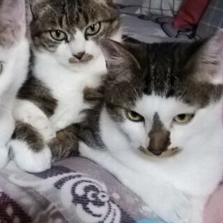 優しい親子猫の里親になりませんでしょうか 赤とんぼ 仲多度の猫の里親募集 ジモティー 優しい親子猫の里親になりませんでしょうか 赤とんぼ 仲多度の猫の里親募集 ジモティー
