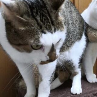 優しい親子猫の里親になりませんでしょうか 赤とんぼ 仲多度の猫の里親募集 ジモティー