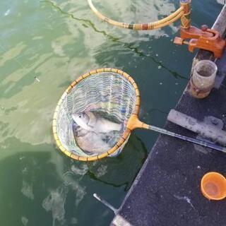 ヘラブナ釣り　埼玉 茨城 千葉　初心者で管理釣り場中心です。の画像
