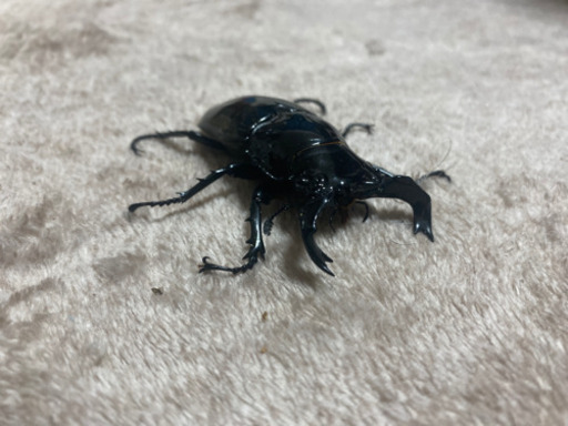 クワガタうります！