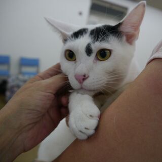 おっとりした体の大きい大人の猫