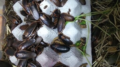 ペットの餌にデュビア55匹パック プリプリ マダゴキも在庫あり ふみちゃん 西八王子のその他の中古あげます 譲ります ジモティーで不用品の処分 ペットの餌にデュビア55匹パック プリプリ マダゴキも在庫あり ふみちゃん 西八王子のその他の中古あげます 譲ります ジモティーで不用品の処分