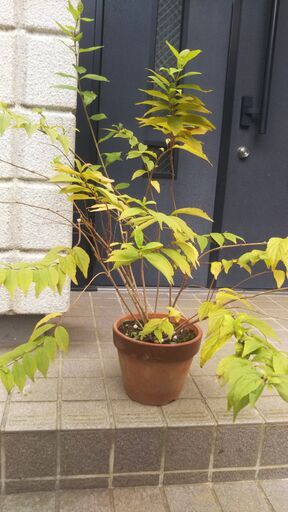 南天 鉢植え トイレ 南天 鉢植え トイレ