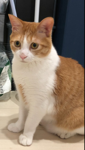 １歳⭐︎オス、メスの兄弟猫。去勢済みです。 (ねこ) 高崎の猫の里親 