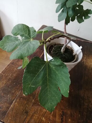 鉢植え いちじくイチジク 無花果 インテリア グリーン果実樹 キラキラの王子 北赤羽のその他の中古あげます 譲ります ジモティーで不用品の処分