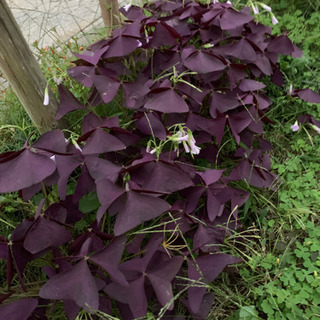 紫の葉の宿根草