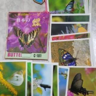 蝶の写真集