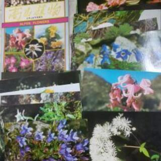 高山植物のポストカード