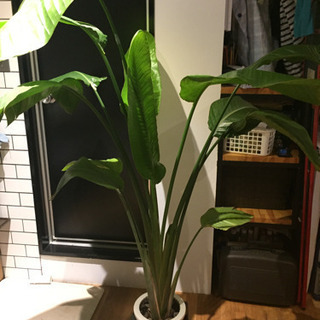 観葉植物  ストレリチア