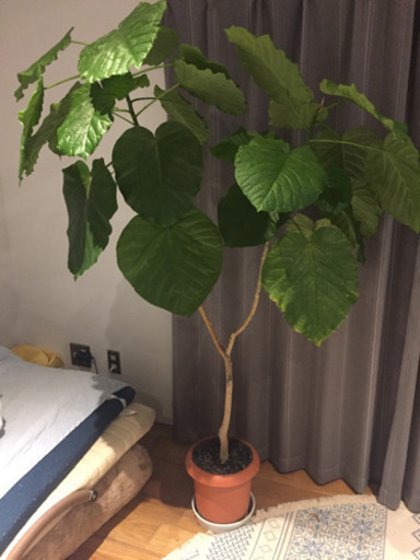 ウンベラータ(観葉植物)