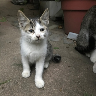 子猫里親募集 ラララ 姫路の猫の里親募集 ジモティー