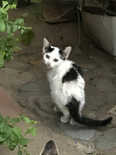 子猫里親募集 ラララ 姫路の猫の里親募集 ジモティー 子猫里親募集 ラララ 姫路の猫の里親募集 ジモティー