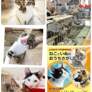 【保護猫譲渡会】第25回ねこといぬのおうちさがし@和泉市