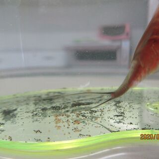 トリオプス カブトエビ の卵 差し上げます 再募集1名様 まい 深谷のその他の中古あげます 譲ります ジモティーで不用品の処分