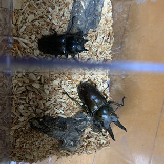 ババオウゴンオニクワガタペア