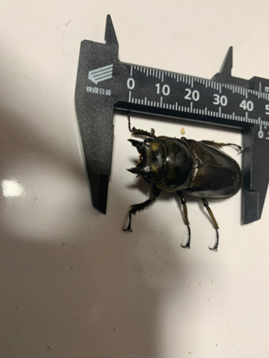 ババオウゴンオニクワガタペア