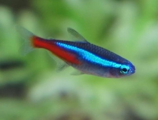 熱帯魚セット ネオンテトラ コリドラスパンダ ヤマトヌマエビ Fuso 池袋のその他の中古あげます 譲ります ジモティーで不用品の処分