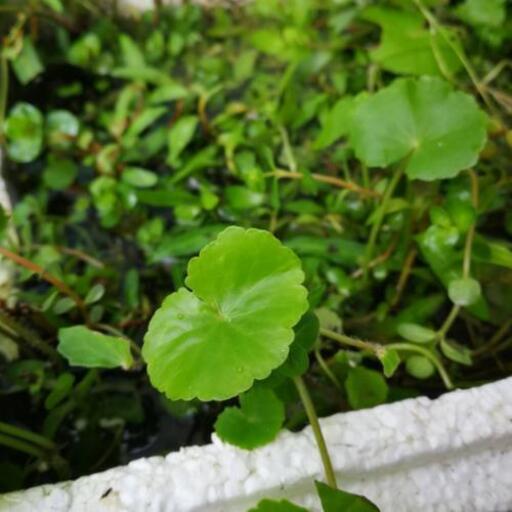 ビオトープ 水草 やってはいけない三原則その１ 土を入れる