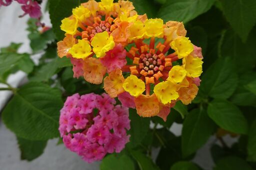 ランタナ9号鉢丈65 ほど いけぶくろねこ 赤羽のその他の中古あげます 譲ります ジモティーで不用品の処分