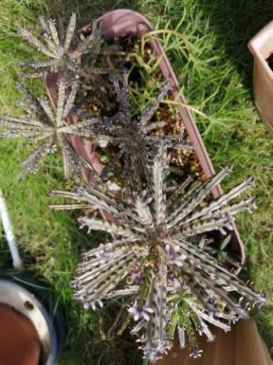 多肉植物不死鳥錦蝶 トッケビ 新伊勢崎のその他の中古あげます 譲ります ジモティーで不用品の処分