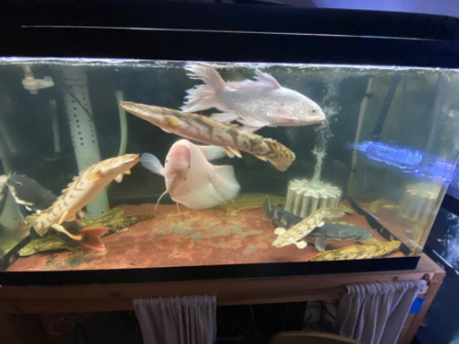 水槽 大型魚