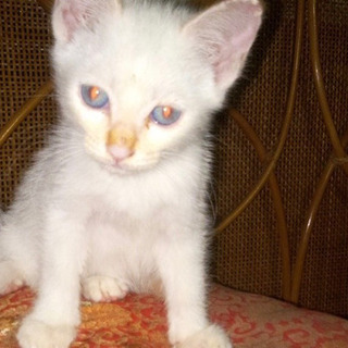［打ち合わせ中］白っぽい子猫　約1.5ヶ月