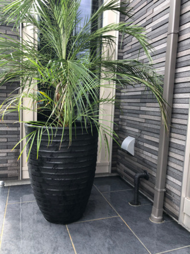 植木鉢大型大きいサイズ3個セット マコト 三郷のその他の中古あげます 譲ります ジモティーで不用品の処分