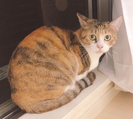 ワクチン 避妊手術済 2歳 猫ちゃんの里親を募集しています 真衣 武蔵浦和の猫の里親募集 ジモティー