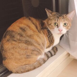 埼玉県 さいたま市の猫の里親募集 ジモティー