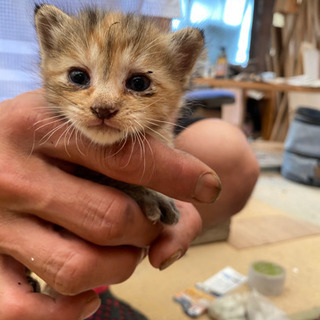 子猫。全て里親さん決まりました。