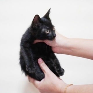 石川県 金沢市の猫の里親募集 ジモティー 石川県 金沢市の猫の里親募集 ジモティー