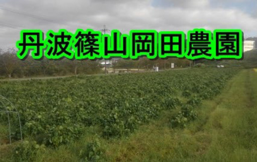 10月の黒豆解禁日からの丹波篠山黒枝豆の販売とお問い合わせ オカタンク 篠山口のその他の無料広告 無料掲載の掲示板 ジモティー